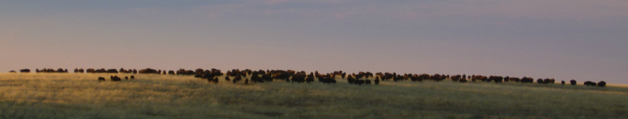 Hunt Montana Buffalo